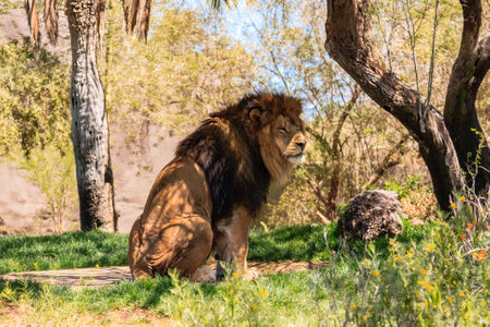 A lion is sitting in the grass in a zoo enclosure. The lion is looking at the cameraの写真素材