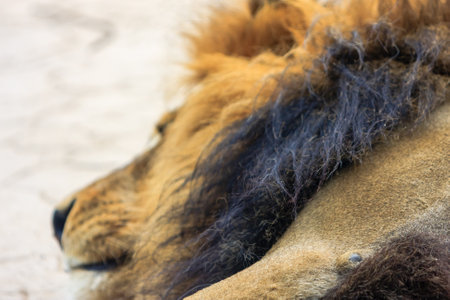 A lion with a long mane lays on the sand. The lion's mane is brown and black, and it is shedding hair. The lion is resting on the sand, and its mane is spread outの写真素材