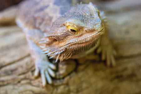 A lizard is sitting on a log. The lizard is brown and has a yellow stripe on its faceの写真素材