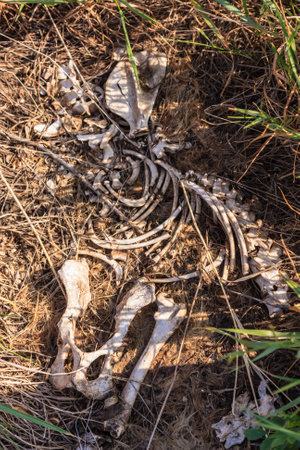 A skeleton is laying on the ground in a field. The skeleton is partially covered in grass and dirtの写真素材