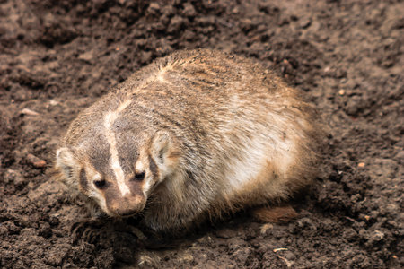 A small animal with a striped face is laying in the dirt. The animal is brown and white in color