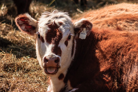 A cow is laying down in a field of hay. The cow has a tag on its ear and is looking at the cameraの写真素材