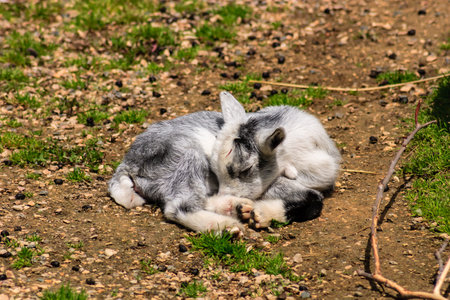A baby goat is sleeping on the ground. The goat is white and gray. The grass is green and the ground is brownの写真素材