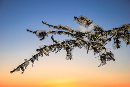 A branch covered in frost and snow, with a beautiful blue sky in the background. The branch is the main focus of the image, and the sky serves as a backdrop, creating a serene and peaceful atmosphereの写真素材