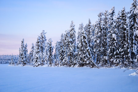 A snowy landscape with a blue sky in the background. The trees are covered in snow and the sky is a light blue colorの写真素材