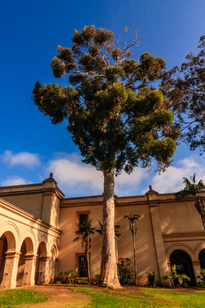 A large tree stands in front of a building with a blue sky in the background. The tree is the main focus of the image, and it is a large, old tree with a lot of leavesの写真素材