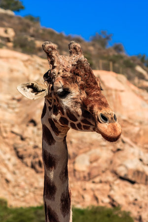 A giraffe is standing in front of a rocky hill. The giraffe is looking at the camera