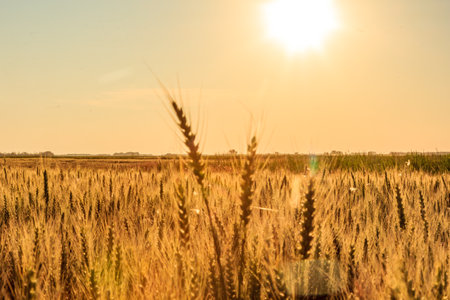 A field of wheat is in the foreground with a bright sun in the background. The sun is shining brightly on the wheat, making it look golden and inviting. The scene is peaceful and sereneの写真素材