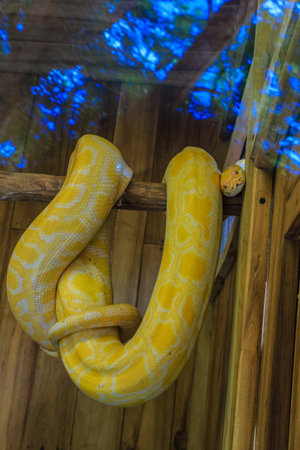 A yellow snake is curled up on a wooden branch. The snake is in a glass enclosure, and the blue sky...