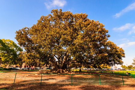 A large tree with a green fence in front of it. The tree is surrounded by a dirt area and there are cars parked in the backgroundの写真素材