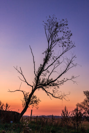 A tree is silhouetted against a beautiful sunset. The sky is a mix of purple and orange hues, creating a serene and peaceful atmosphere. The tree's branches are bare, emphasizing its solitaryの写真素材