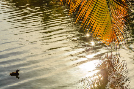 A reflection of a palm tree in the water. The water is calm and the sun is shining on itの写真素材