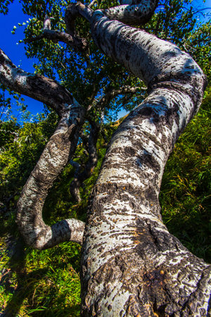 A tree trunk with a lot of bark and a few leaves. The trunk is very long and has a lot of textureの写真素材