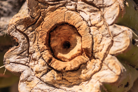 A tree stump with a hole in the middle. The hole is small and the stump is largeの写真素材