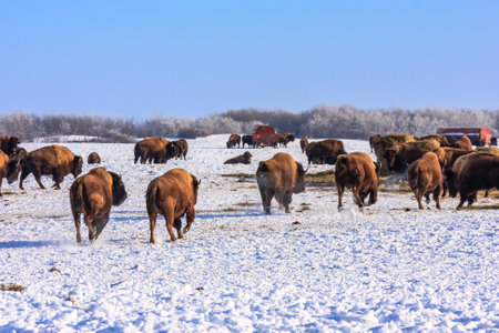 A herd of buffalo are running through a snowy field. The scene is peaceful and serene, with the animals moving together in a lineの写真素材
