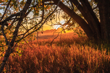 A tree with leaves and branches is in the foreground of a field. The sun is setting in the background, casting a warm glow over the scene. Concept of tranquility and peacefulnessの写真素材