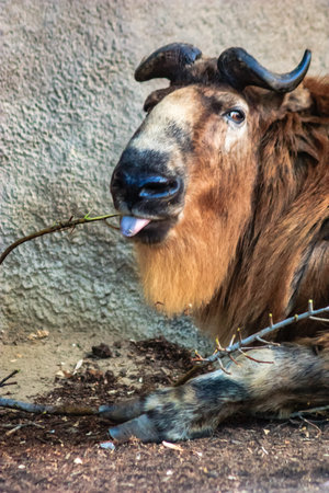 A goat is laying on the ground and has its tongue out. The goat is brown and has a beardの写真素材