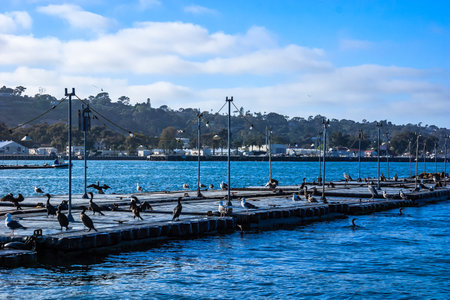 A group of birds are sitting on a dock by the water. The sky is blue and there are some clouds in...