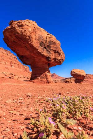 A large rock sits in the desert with a small flower growing next to it. The scene is serene and peaceful, with the rock and flower creating a sense of balanceの写真素材