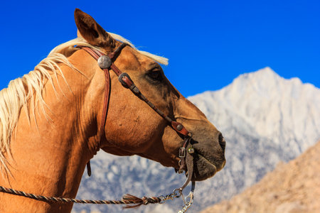 A brown horse with a bridle on its head is standing in front of a mountain. The horse is looking to the rightの写真素材