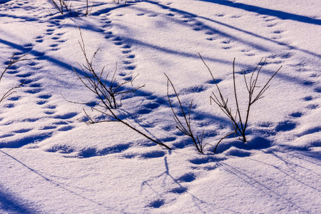 A snowy field with a few branches and footprints. The snow is deep and covers the ground, creating a...