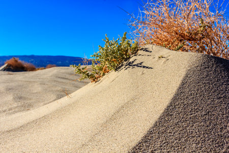 A small plant is growing on a sandy hillside. The plant is surrounded by sand and the sky is blueの写真素材