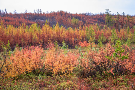 A forest with trees that are orange and brown. The trees are in the foreground and backgroundの写真素材