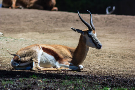 A brown and white animal with horns is laying down in the dirt. The animal is resting and he is relaxedの写真素材