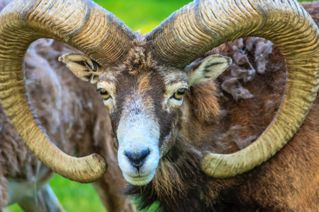 A ram with a large horn is looking at the camera. The ram is brown and white. The ram is in a grassy...