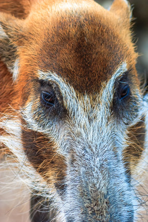 A close up of a pig's face with a white muzzle and brown fur. The pig has a white patch on its faceの写真素材