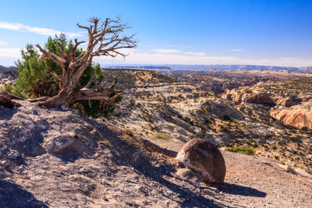 A large rock sits on a rocky hillside. The sky is clear and blue, and the sun is shining brightly. The scene is peaceful and serene, with the lone tree standing tall in the distanceの写真素材