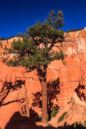 Bryce Canyon National Park is located in southwestern Utah in the United States and is distinctive due to its geological structures, called hoodoos, formed from wind, water, and ice erosion of the river and lakebed sedimentary rocks.の写真素材