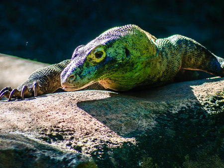 A lizard is laying on a rock. The lizard is green and has a long tail. The rock is brown and has a shadow on itの写真素材