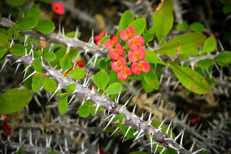 A spiky plant with red flowers is growing in a field. The flowers are small and clustered together, with some of them having a white center. The plant is surrounded by other plantsの写真素材