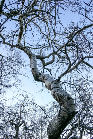 A tree with a long trunk and branches is silhouetted against a blue sky. The tree is bare and the sky is clear, giving the image a peaceful and serene moodの写真素材