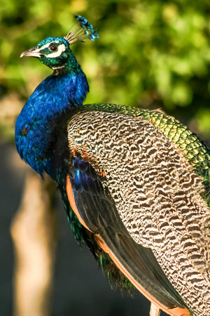A peacock is standing in a green field. The bird is blue and has a green head