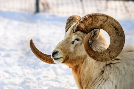 A ram with large horns is standing in the snow. The ram has a white face and brown horns