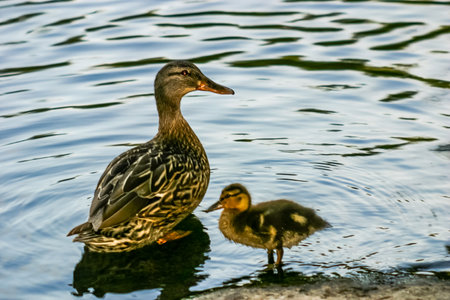A mother duck and her baby duck are swimming in a pond. The mother duck is looking at the cameraの写真素材
