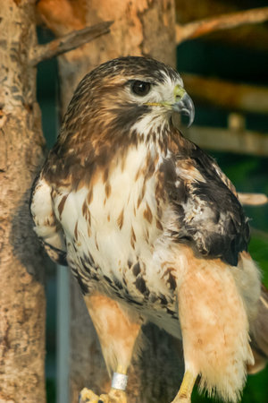 A brown and white bird with a yellow beak is perched on a tree branch. The bird has a curious expression on its faceの写真素材