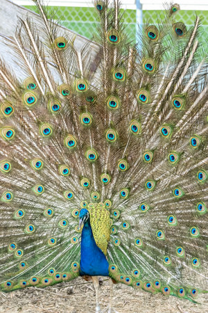 A peacock is standing in a zoo enclosure. The bird has a large, colorful tail and is surrounded by a fenceの写真素材