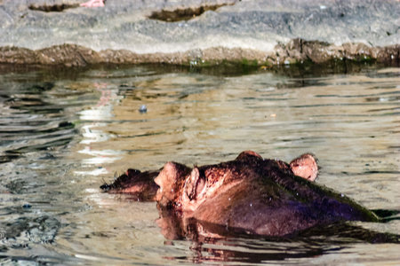 A hippo is swimming in a body of water. The water is murky and the hippo appears to be dirty