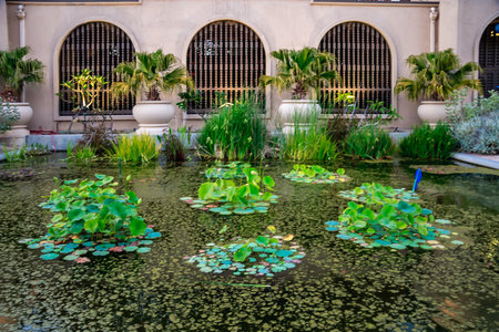 A pond with a lot of lilies and plants. The water is green and murky. The plants are in pots and the...