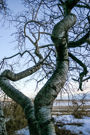 A tree with a long trunk and branches is shown in a snowy field. The sky is clear and the sun is shining, creating a peaceful and serene atmosphereの写真素材
