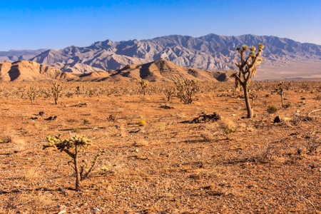A desert landscape with a few trees and mountains in the background. The sky is clear and blueの写真素材