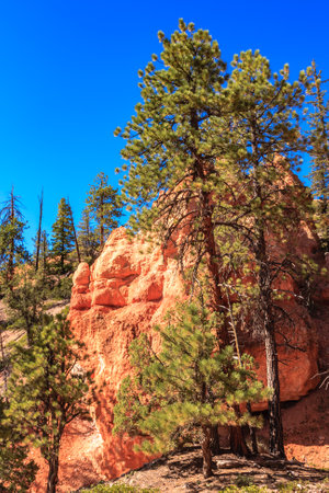 Bryce Canyon National Park is located in southwestern Utah in the United States and is distinctive due to its geological structures, called hoodoos, formed from wind, water, and ice erosion of the river and lakebed sedimentary rocks.の写真素材