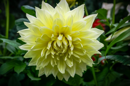 A large yellow flower with a red center. The flower is surrounded by green leaves. The flower is the main focus of the imageの写真素材