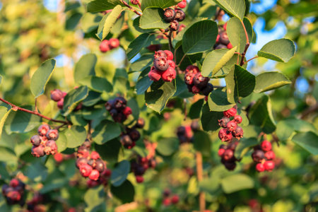 A tree with many red berries on it. The berries are ripe and ready to be picked. The tree is full of life and color, and the berries are a bright contrast against the green leavesの写真素材