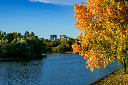 A tree with orange leaves is next to a river. The river is calm and the sky is clearの写真素材