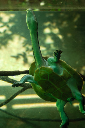 A turtle is hanging upside down from a branch in a tank. The turtle is green and has a long neck