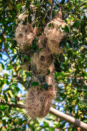 A tree with nests on it. The nests are made of twigs and leaves. The nests are in different sizes...